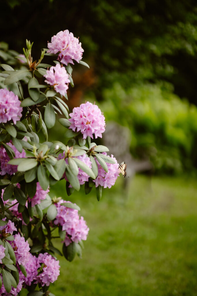 Pink rhododendron blooms with a butterfly in the gardens at Honeysuckle Hills, adding seasonal beauty to this Gatlinburg wedding venue.