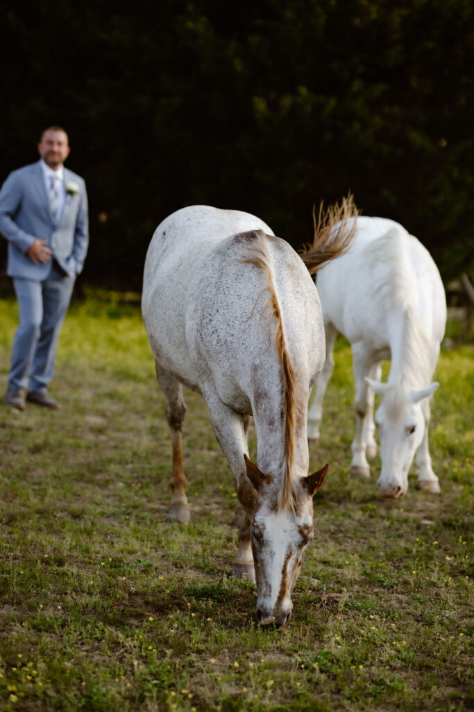 Two horses grazing in a field with the groom in the background at Honeysuckle Hills, a unique Gatlinburg wedding venue with scenic countryside views.