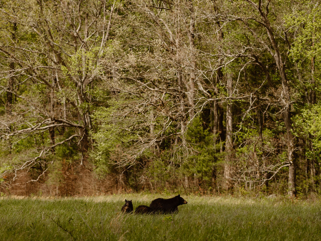 Two black bears walk through a grassy field in Cades Cove, highlighting the area's wildlife often seen while eloping to Gatlinburg.