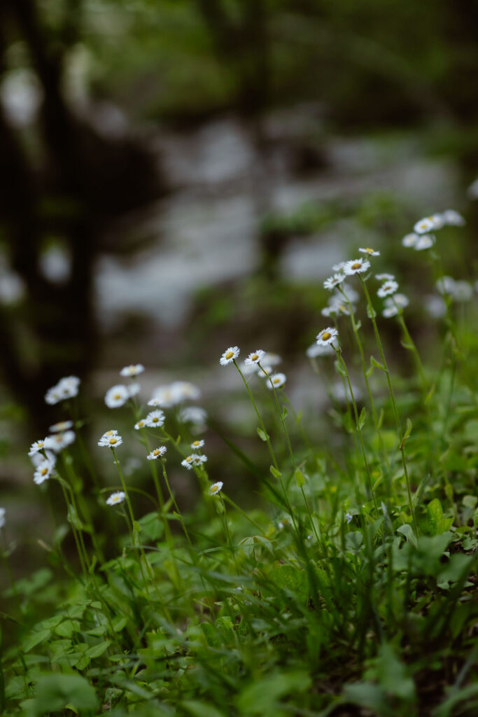 Delicate white wildflowers grow along a shaded woodland stream, highlighting the natural scenery couples can enjoy while visiting the smokies.